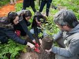arbol1