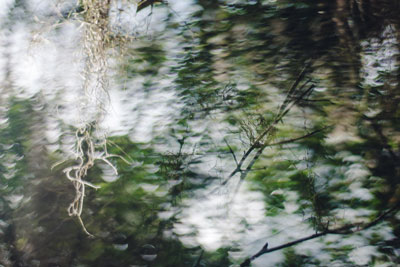 selva