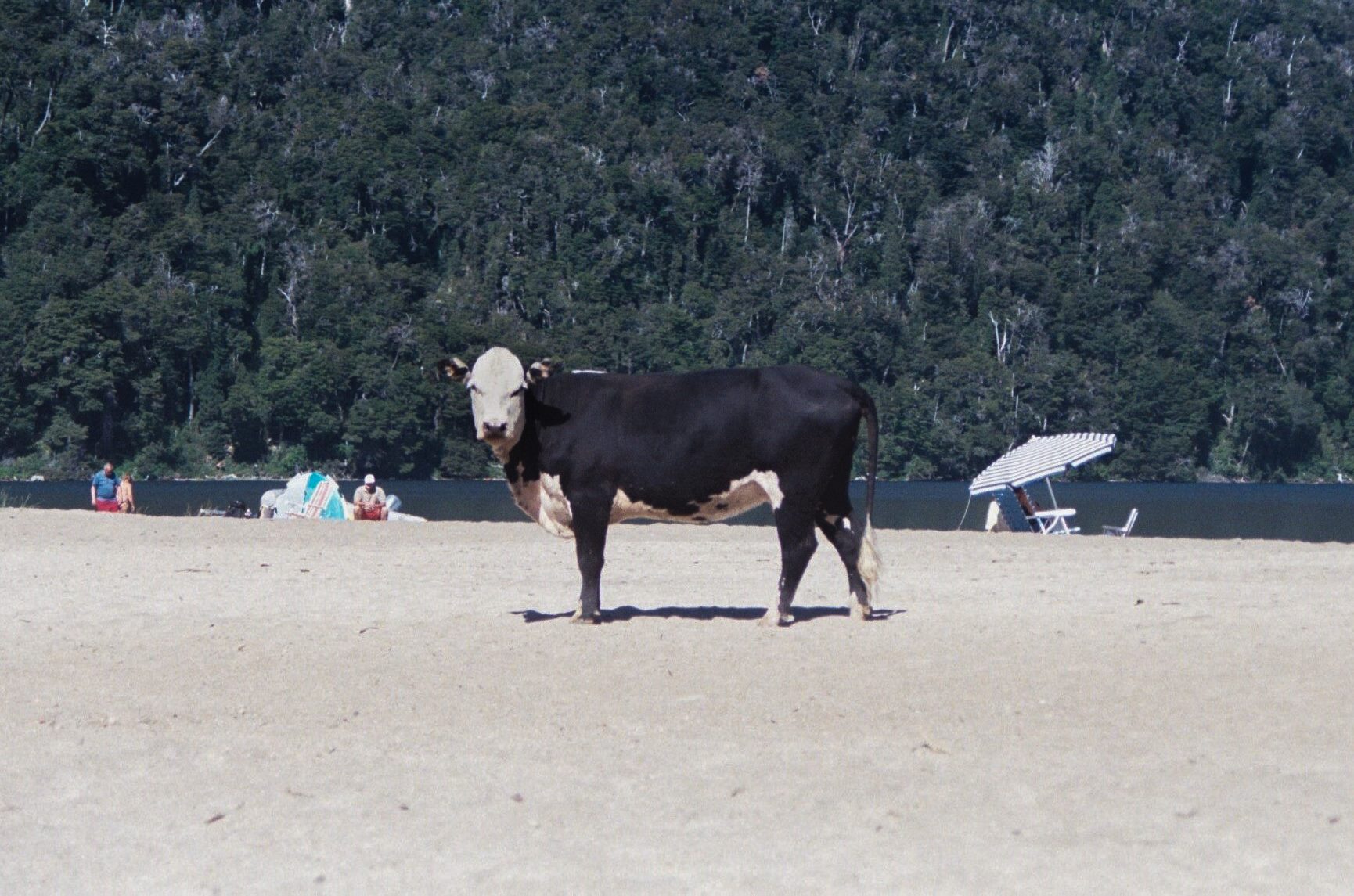 Vaca