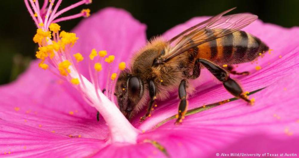 abejas