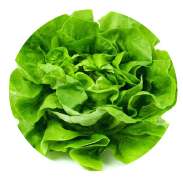 Lechuga