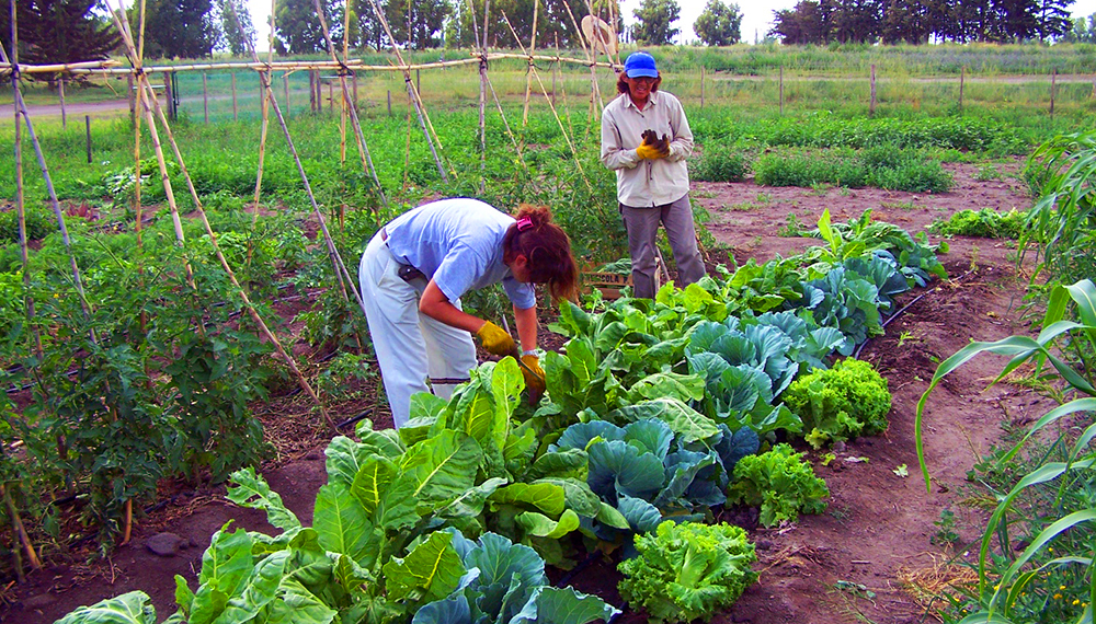 vecinas cosechando