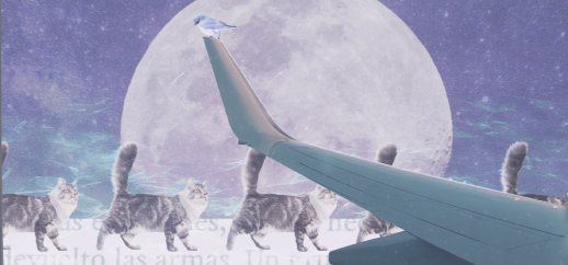 separador imagen gatitos