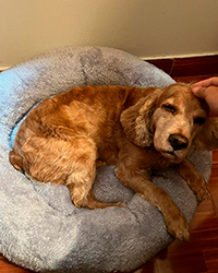 foto perrito