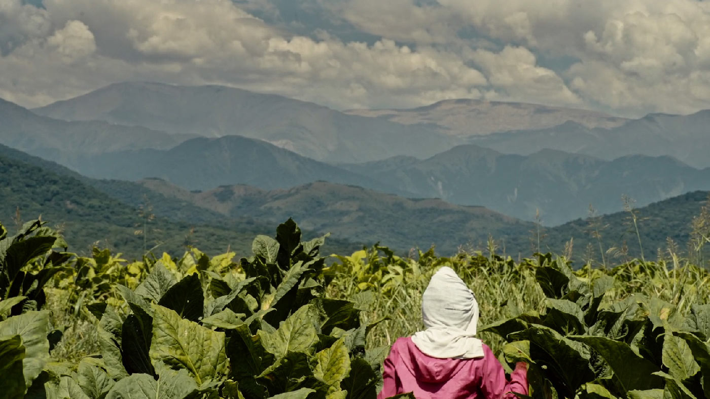 Portada de película: Waca y mujeres del tabacal