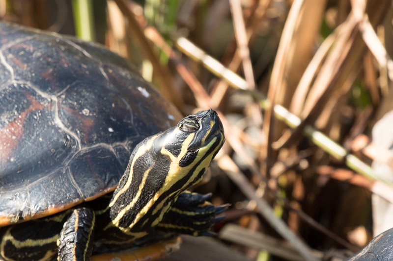 Tortuga de laguna