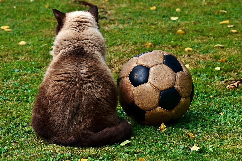 Estrellita en la cancha Estrellita