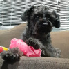 mascota.katy